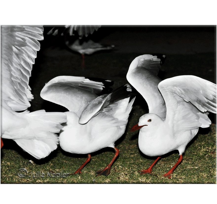 Silver Gull (Red Legged or Crimson Billed gull)