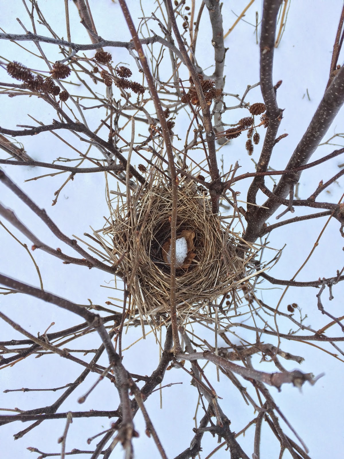 Appalachian Mountain Club Nature Notes Winter Bird Nests