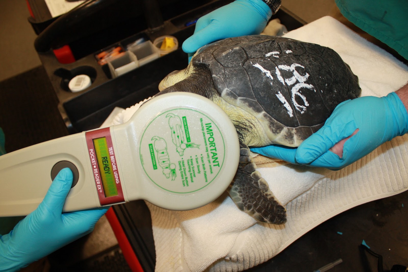 Cooperative Marine Turtle Tagging Program Cooperative Marine Turtle Tagging Program