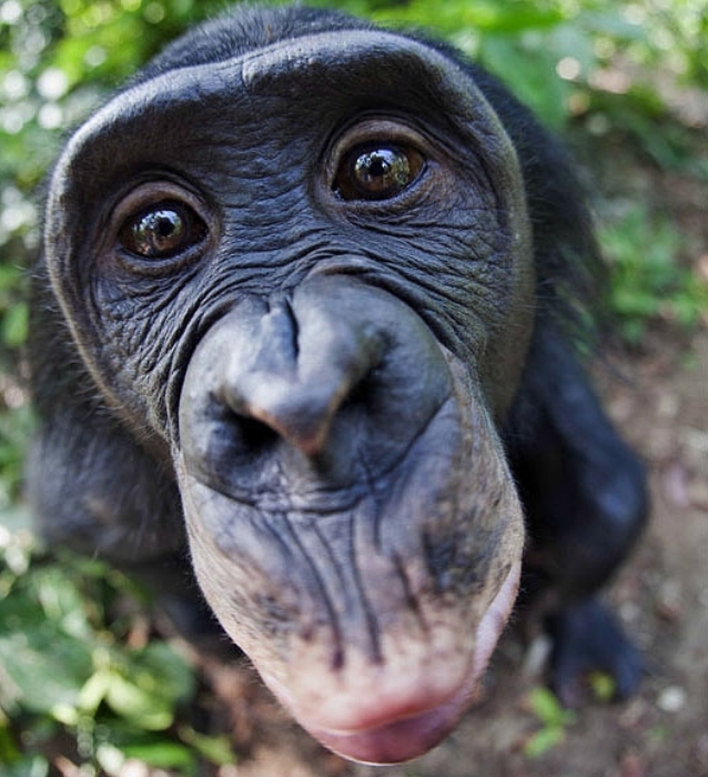 Primates apes sex aggression