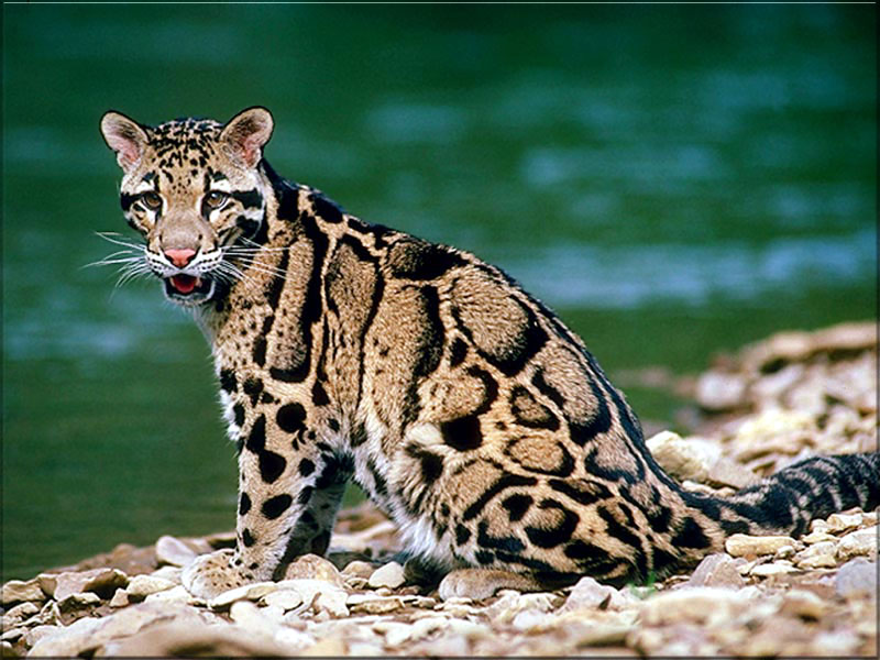 Ocelot