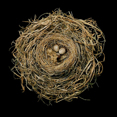 [Image: bird-nests-sharon-beals-04.jpg]