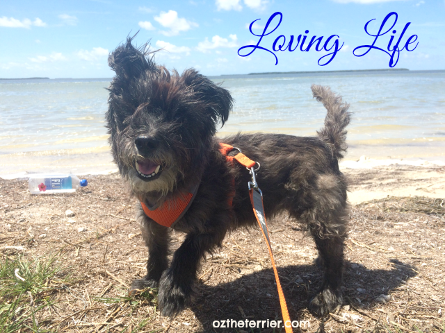 Oz the Terrier happy at the beach at Everglades National Park