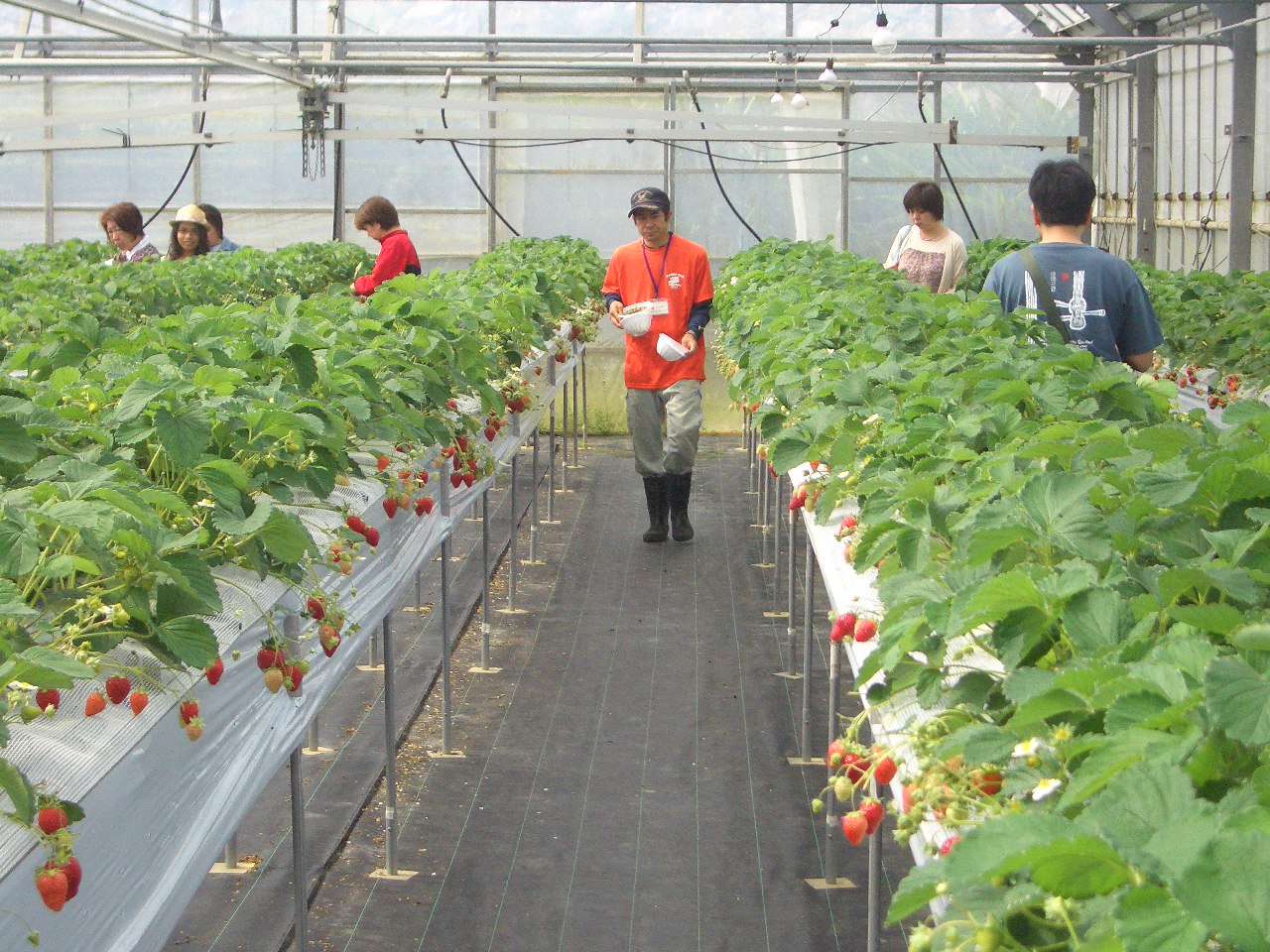 Okinawa Outdoors Farm Fresh or いちご狩り