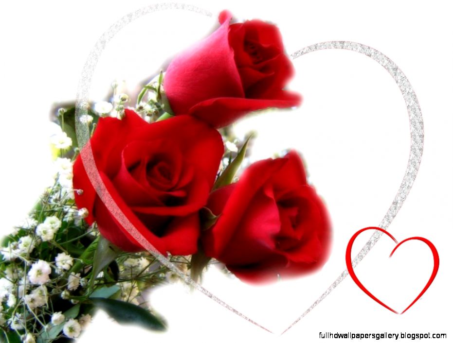 Red Roses HD Wallpapers Share your Moments with ourdunya Red Roses HD Wallpapers Share your Moments with ourdunya