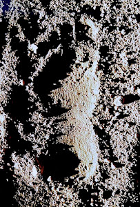 Footprint found on Blue Creek Mountain Road, 1960