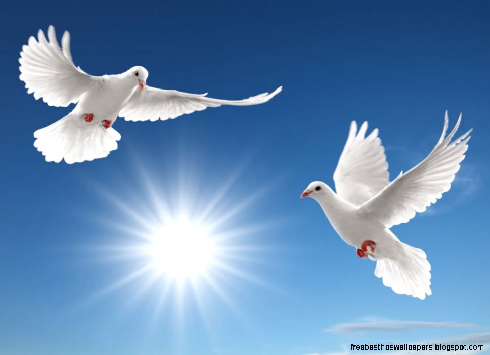 White Dove with Cloud Background Images White Dove with Cloud Background Images