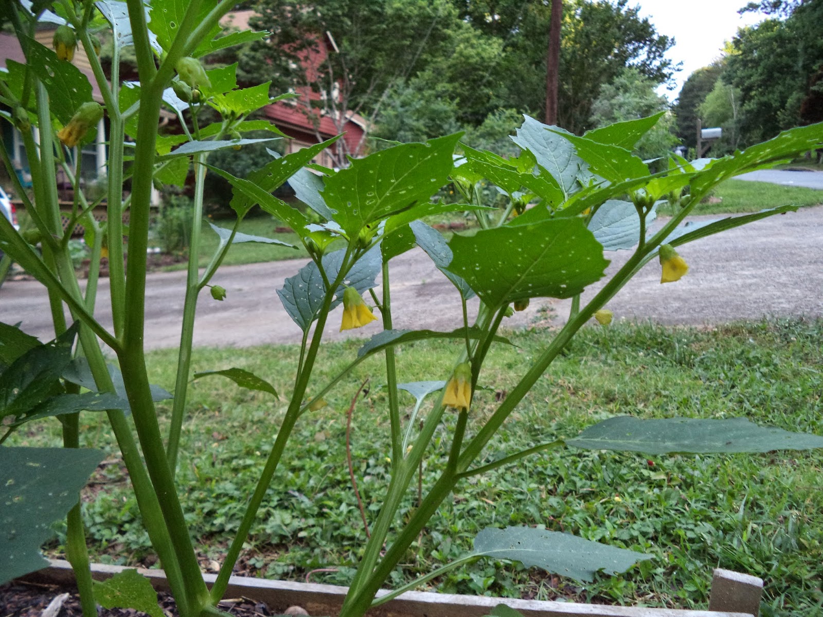 ATLANTA VEGGIES What I Didn�t Know About Tomatillos