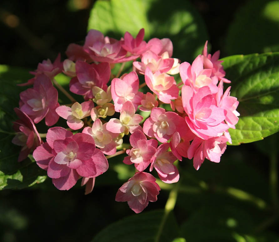 Three Dogs In A Garden Hydrangeas Care Basics Old New Varieties