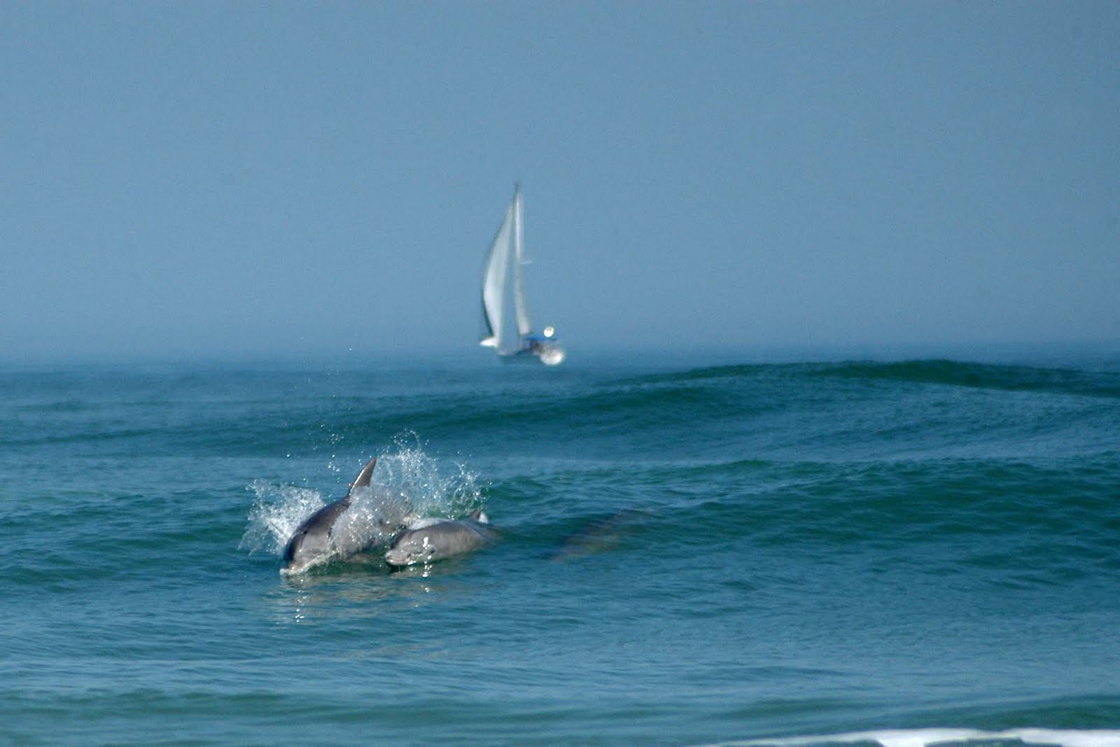 Surfer And Dolphin