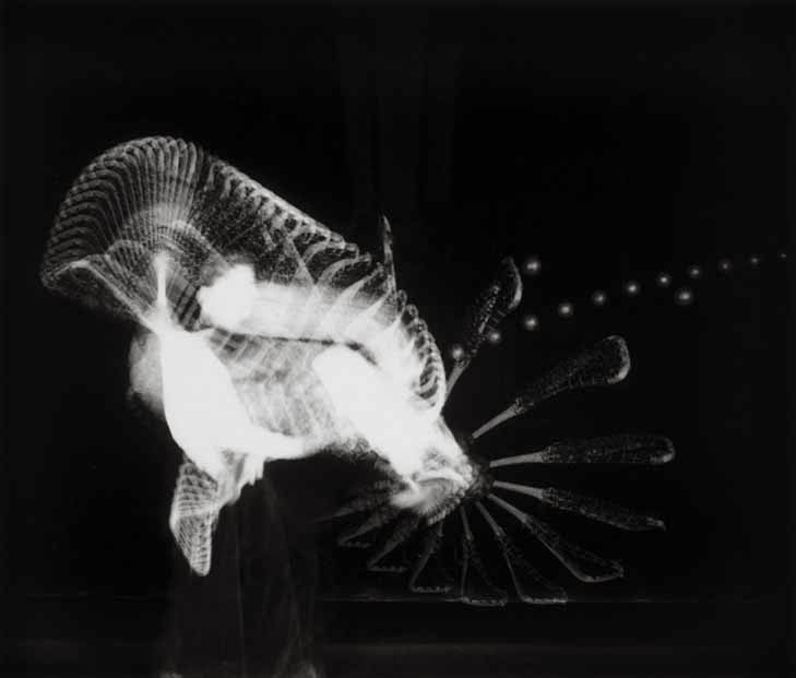 網球場的路上。KC Loves Tennis 網球與攝影 Tennis "Stopping Time" by Harold Edgerton