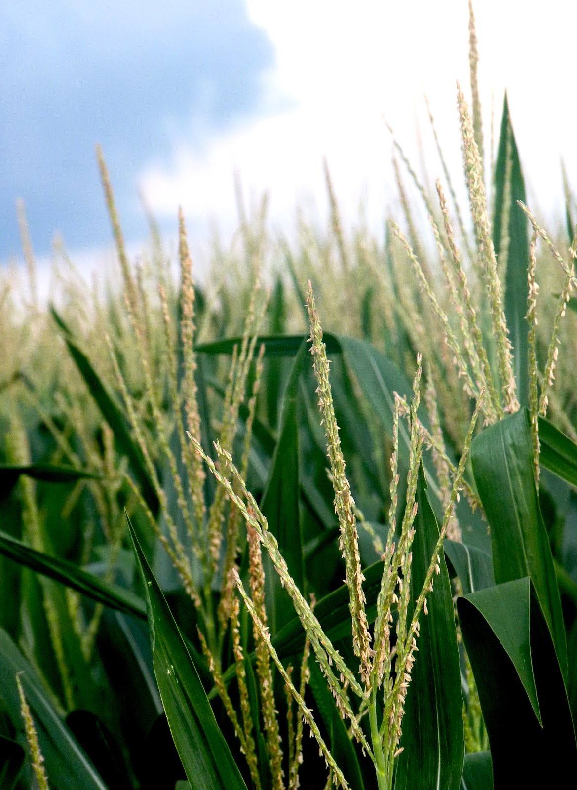 Is This Wonderland? The Smell of Corn Growing