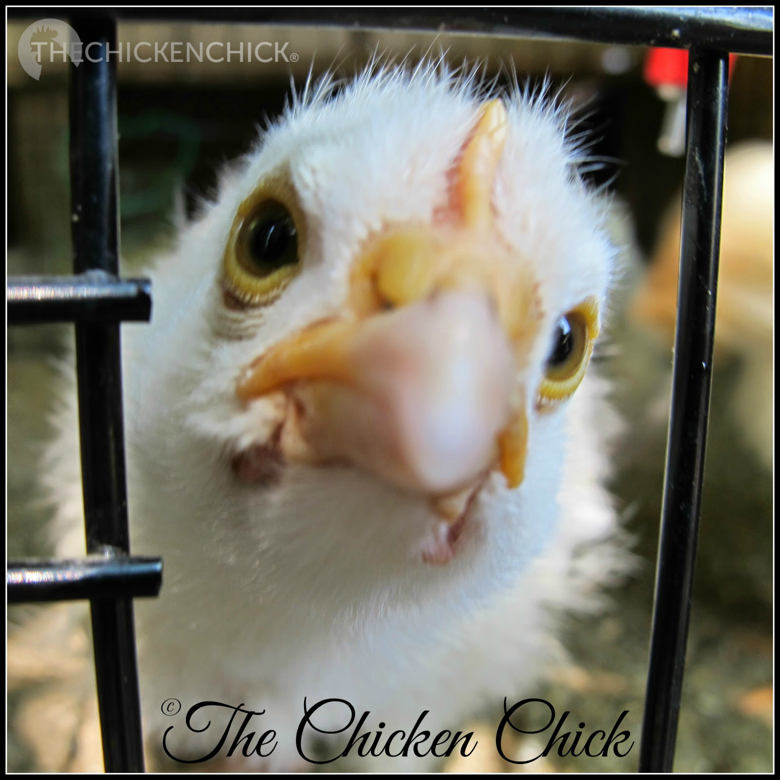 How to Sex Chickens Male or Female, Hen or Rooster? The Chicken Chick®