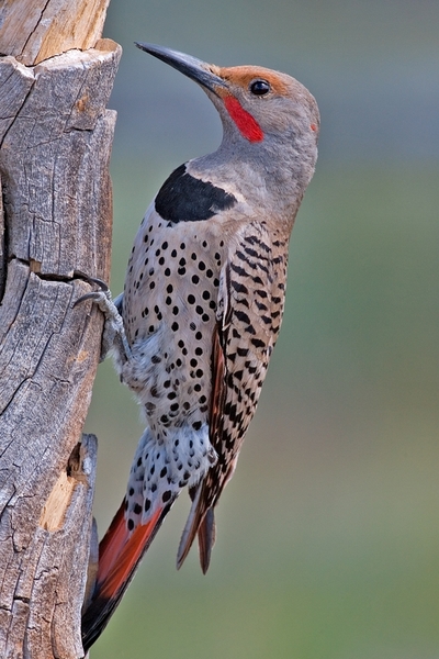 flicker online flicker online