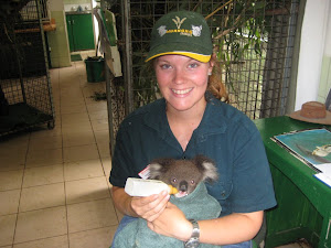 Koala nursery