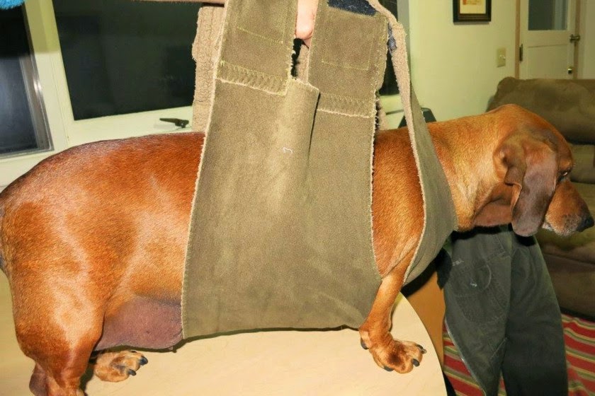 Photos See how Obie loses weight up to 26 pounds