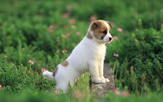 Small white cute dog picture