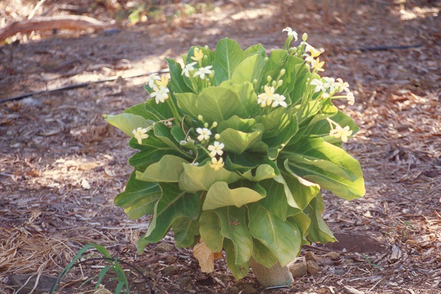 Hawaii Horticulture Cabbage on a Baseball Bat
