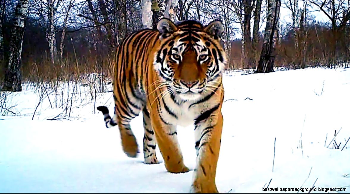 Siberian Tiger Kill Operation Snow Tiger BBC YouTube Siberian Tiger Kill Operation Snow Tiger BBC YouTube