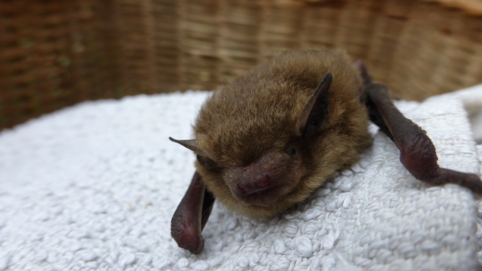 Backsbottom Farm Bats Waking Up