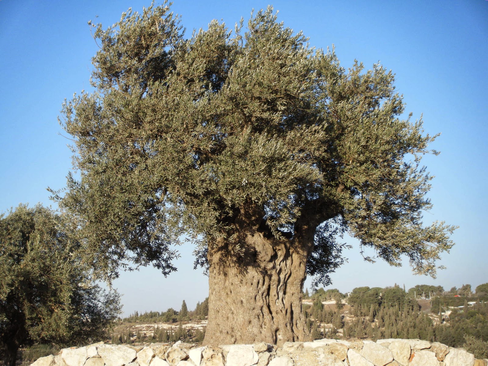 Love For His People His Creative Genius, In Glorious Splendor and