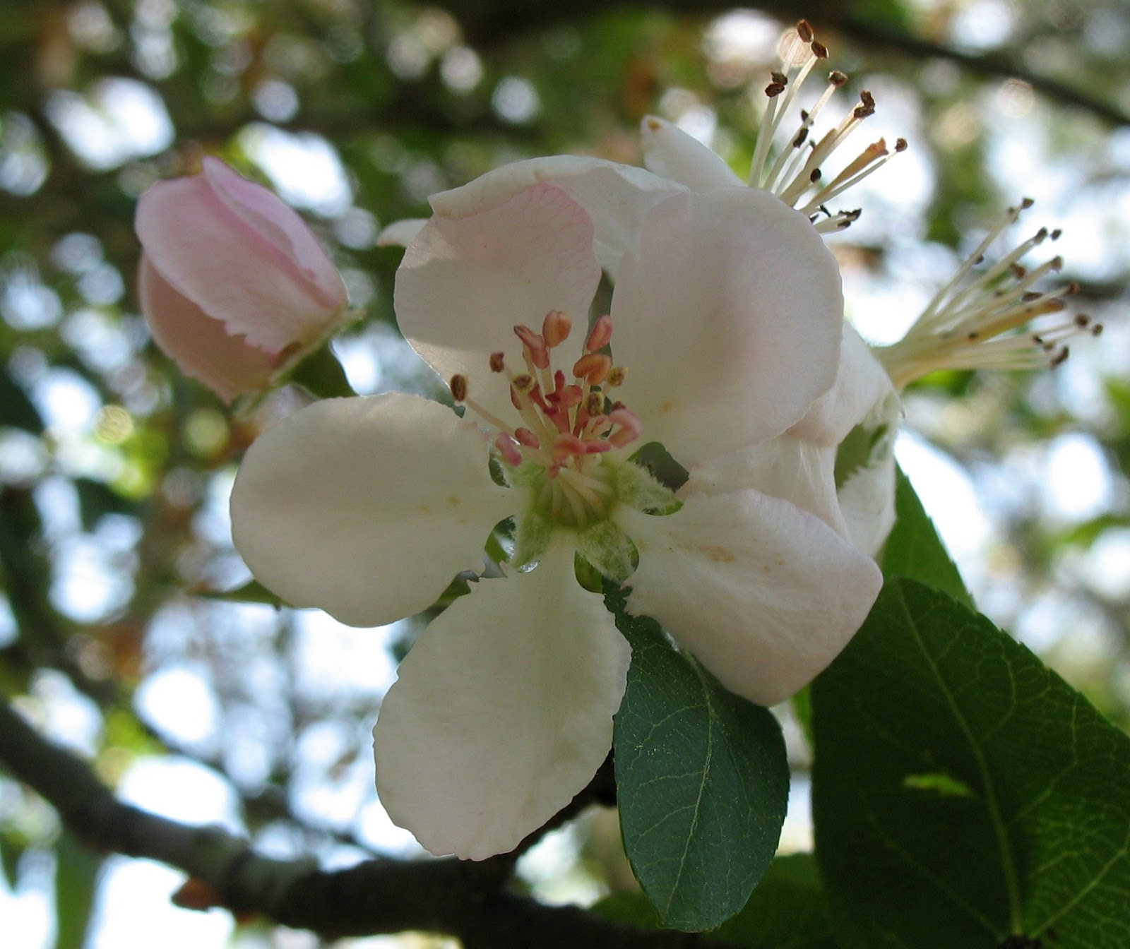 Using Native Plants Native Fruits in