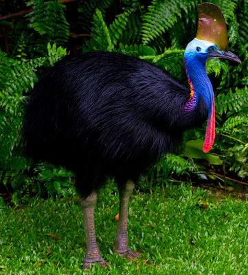 Cassowary | Info-Facts and Photos 2012 | The Wildlife