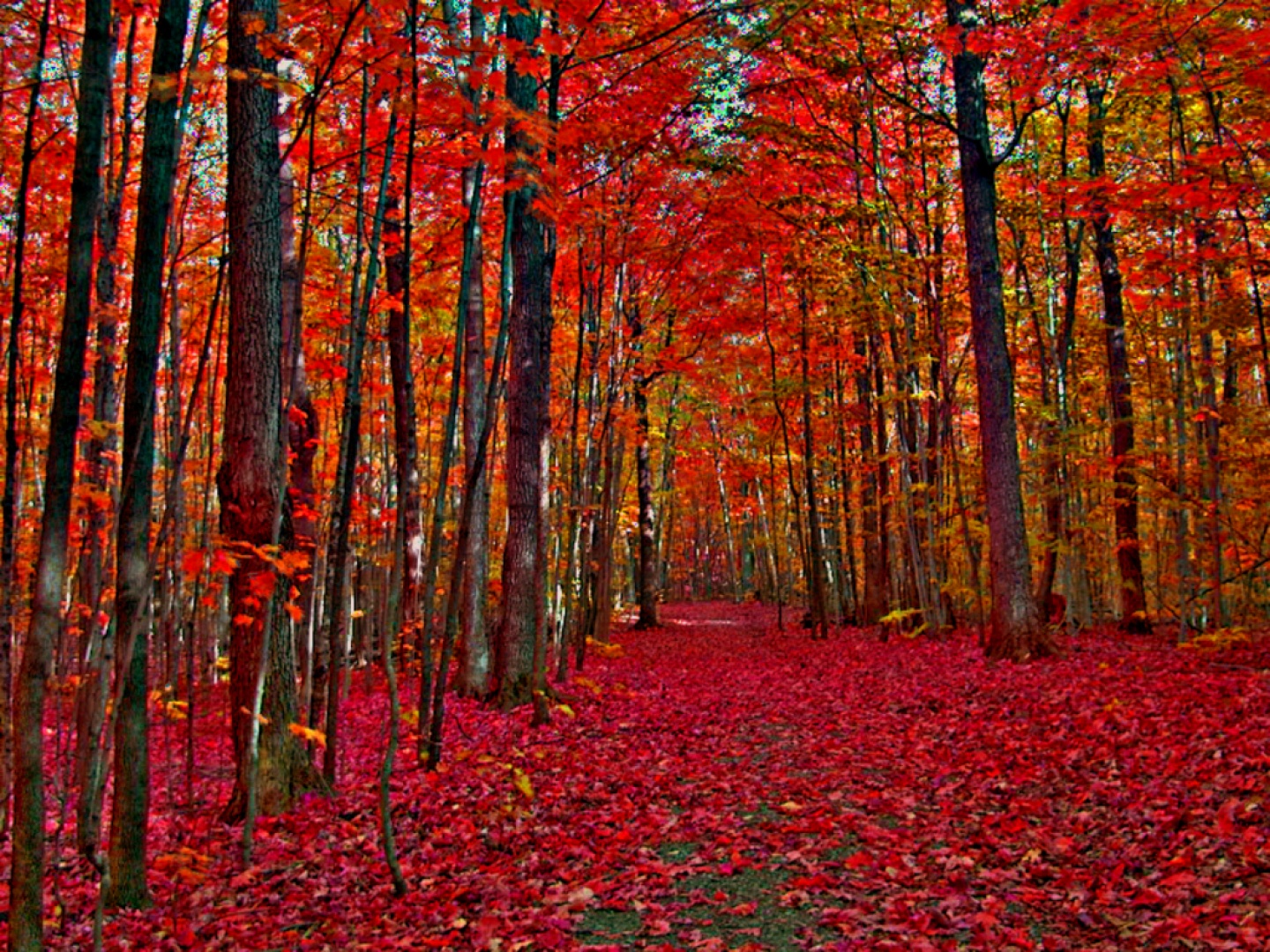 [Imagen: Bosque+lleno+de+hojas+y+arboles+de+color+rojo.jpg]