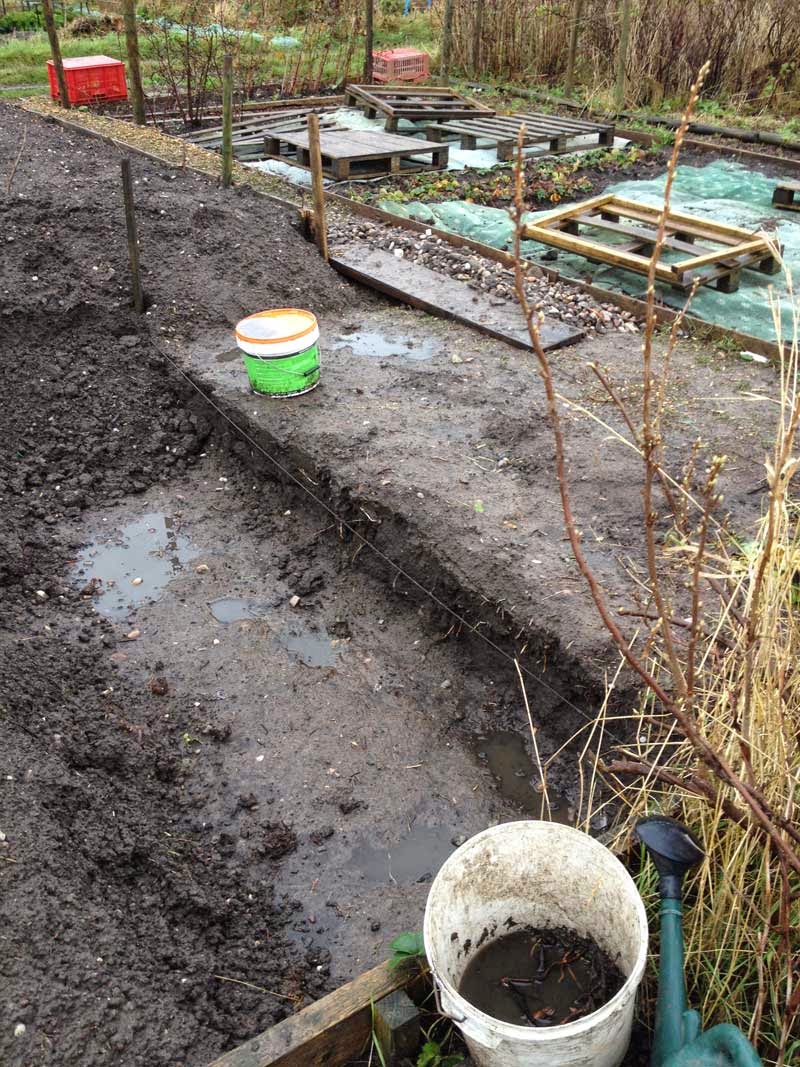 Allotment Garden The way I get rid of couch grass (Elymus repens)