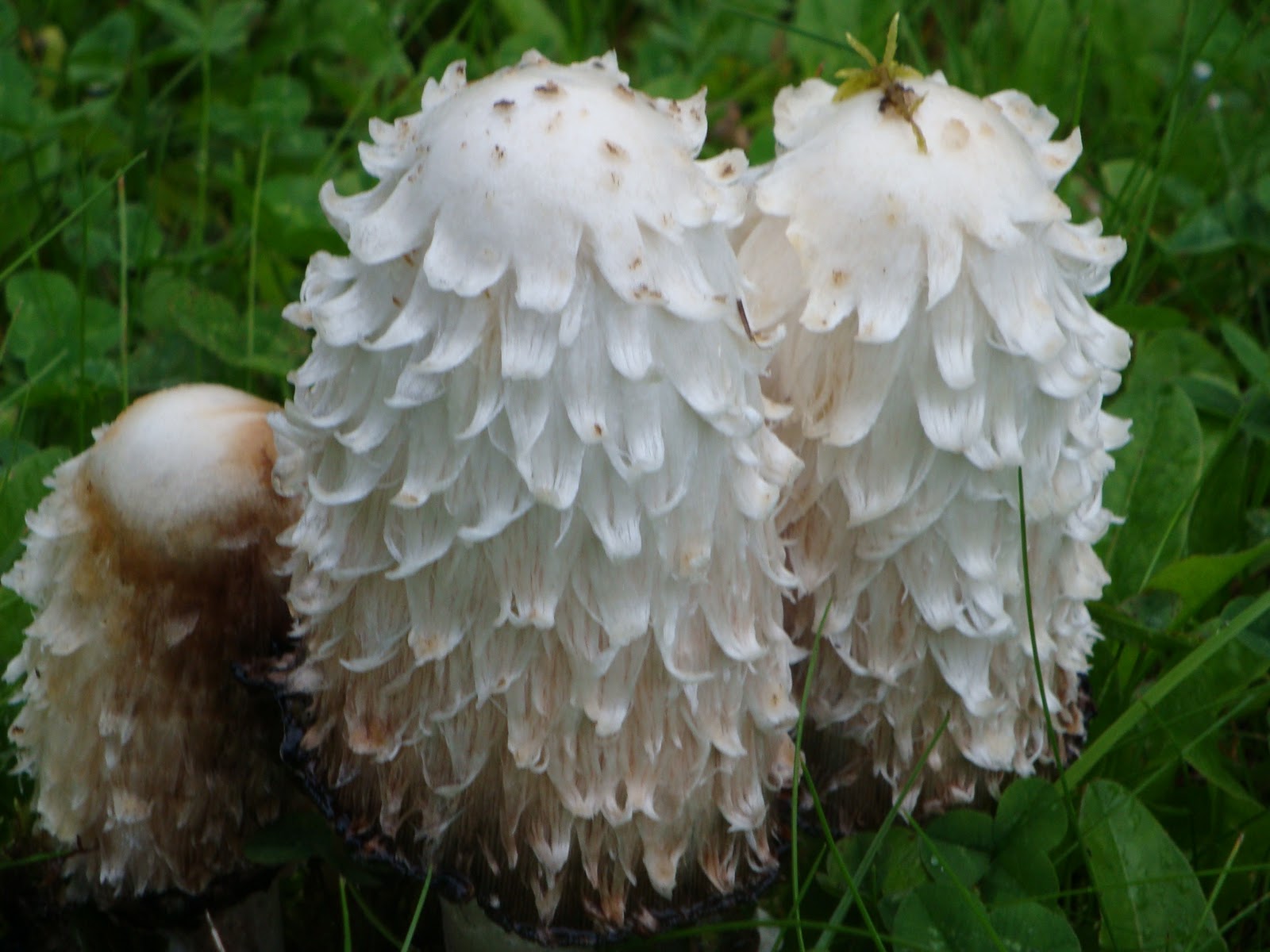 Wilderness Blues Ramblings from the Great Land Mushrooms and Flowers