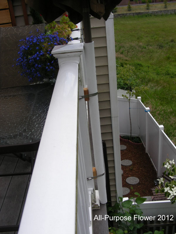 AllPurpose Flower Moving the Umbrella to the Deck Railing