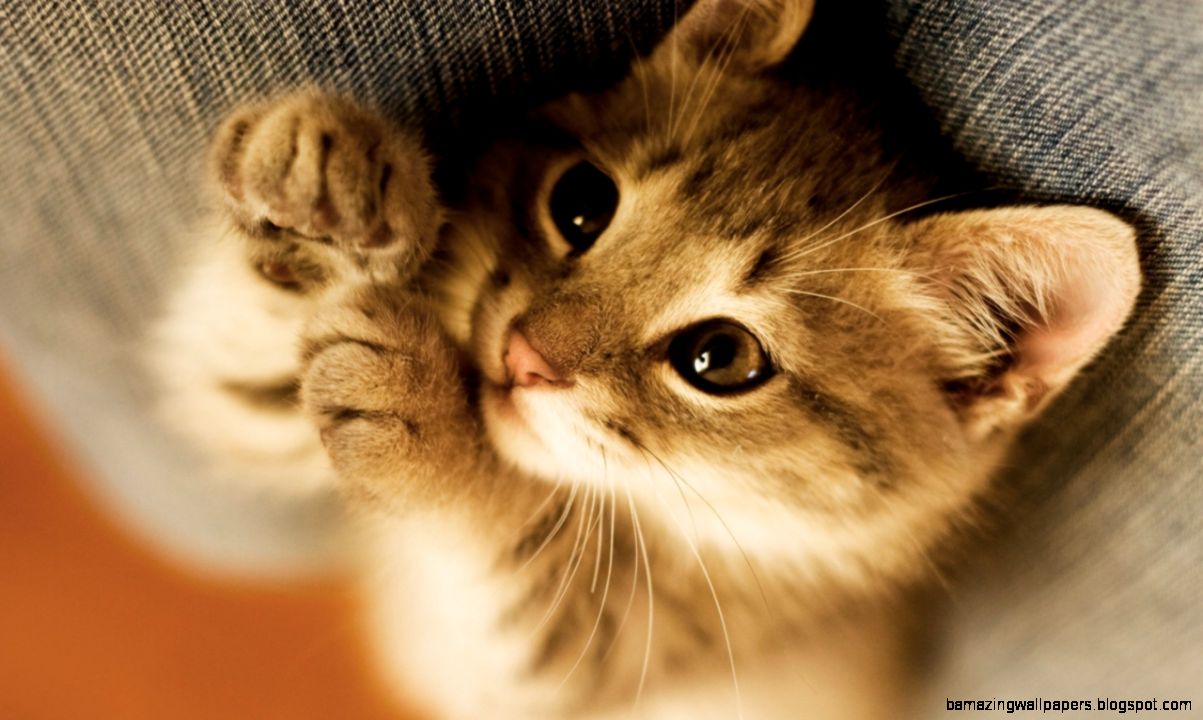 Kitten Wallpaper Widescreen HD Wallpapers on Kitten Wallpaper Widescreen HD Wallpapers on