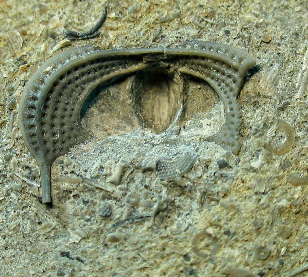 Louisville Fossils and Beyond Cryptolithus tessellates Trilobite Head