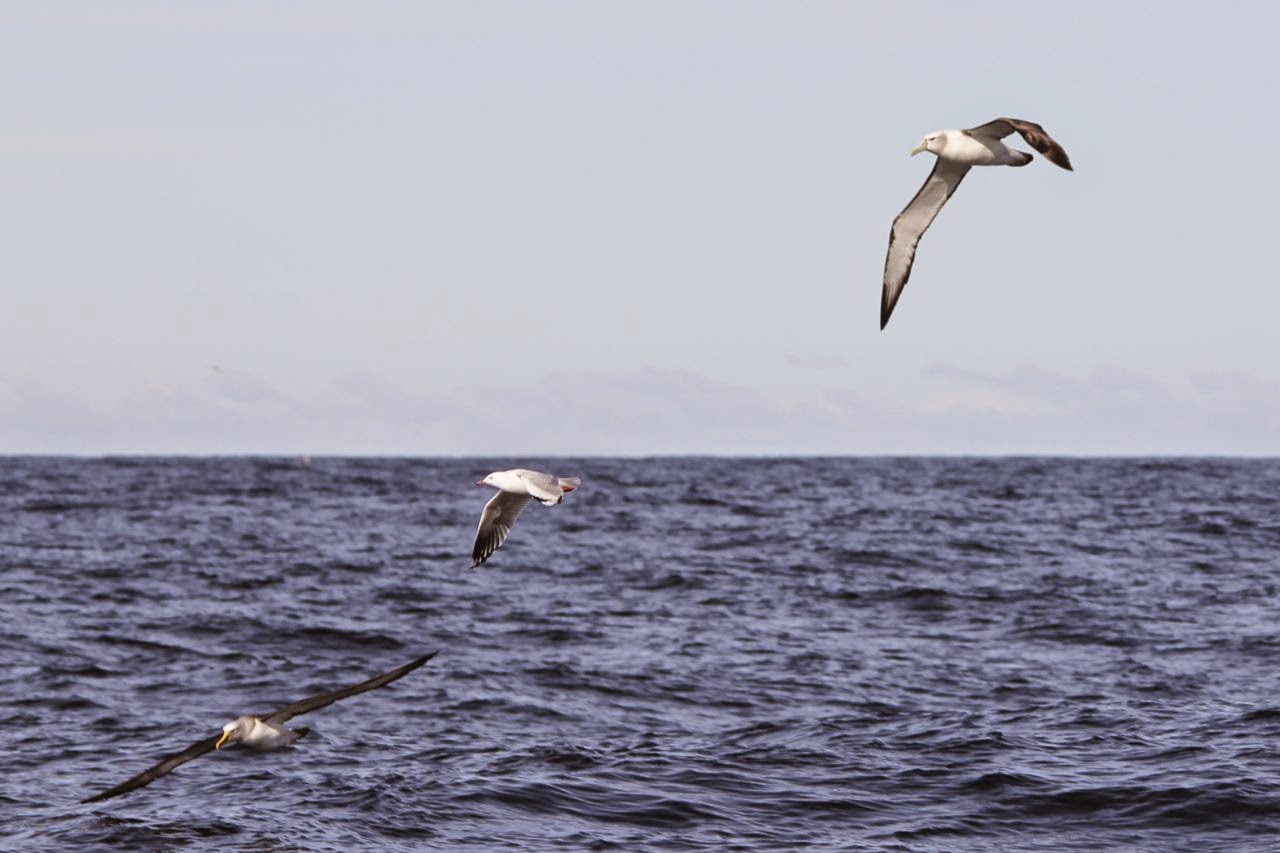 Bruiners leads after IGT Benoni albatross
