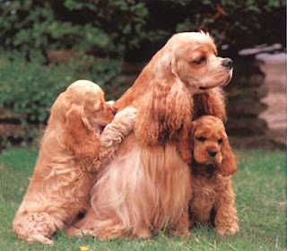american cocker spaniel dogs and puppies pictures