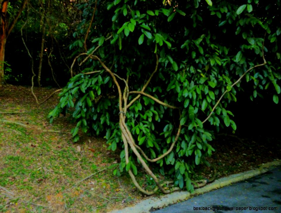 Red Lotus Resting On The Pond 9 80295 HD Wallpapers Red Lotus Resting On The Pond 9 80295 HD Wallpapers