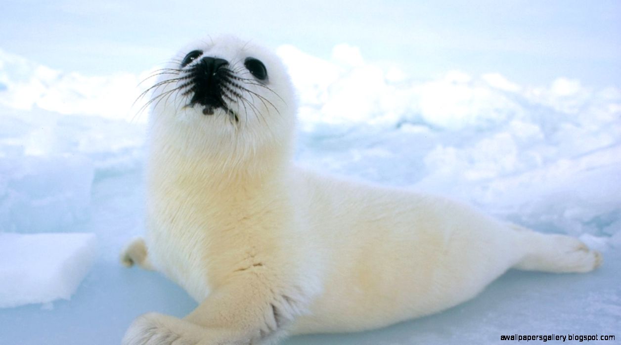 Baby Harp Seal Baby Harp Seal