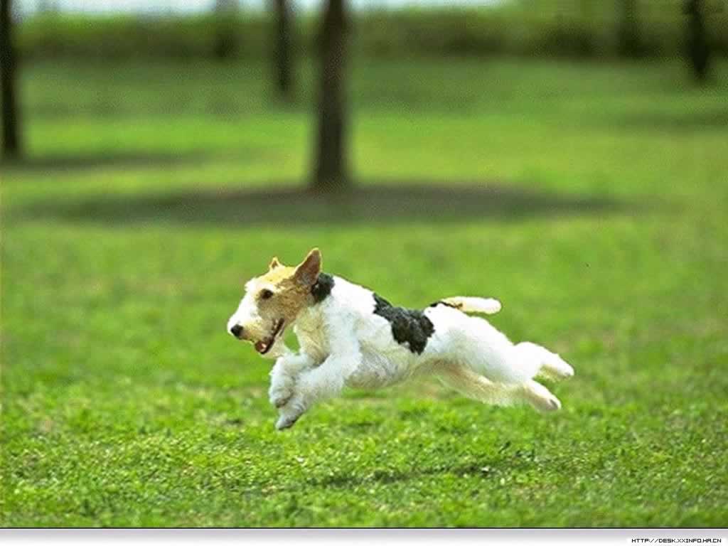 Free+dog+pictures+wallpaper