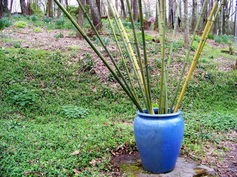 Outside Clyde: Art Project With The Blue Pot