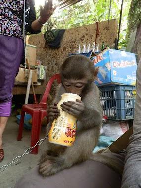un bebe singe vient boire son yaourt sur mes genoux !