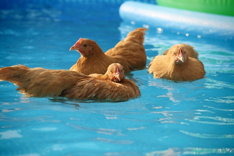 The Knife Wife Chickens in the Pool and Buttermilk Dressing