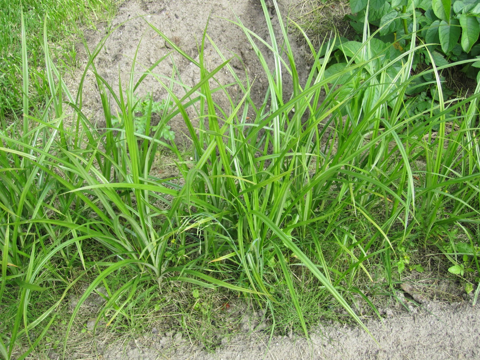 VeggiePharm Arctic Tiger Nut Crop Experiment