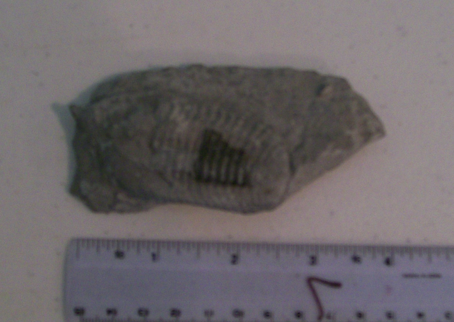 Rockhounding Around Fossil Park, Sylvania Ohio