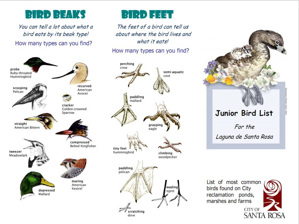 Birds And Beaks