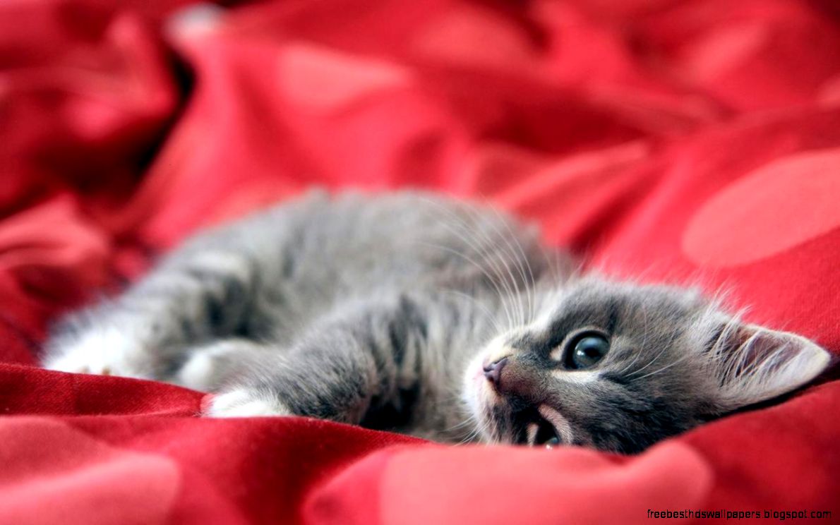 Cute Kitten Cute Kitten