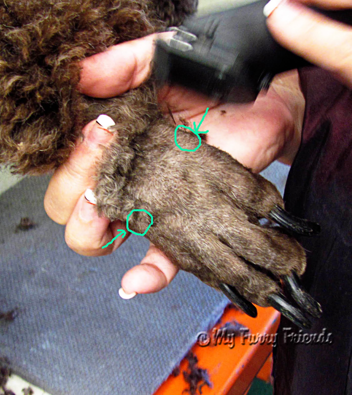 Pet Grooming The Good, The Bad, & The Furry Shaving Poodle Feet