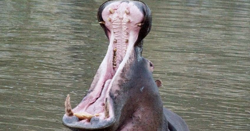 Science in the clouds: Hippos are (almost) definitely whales, not pigs