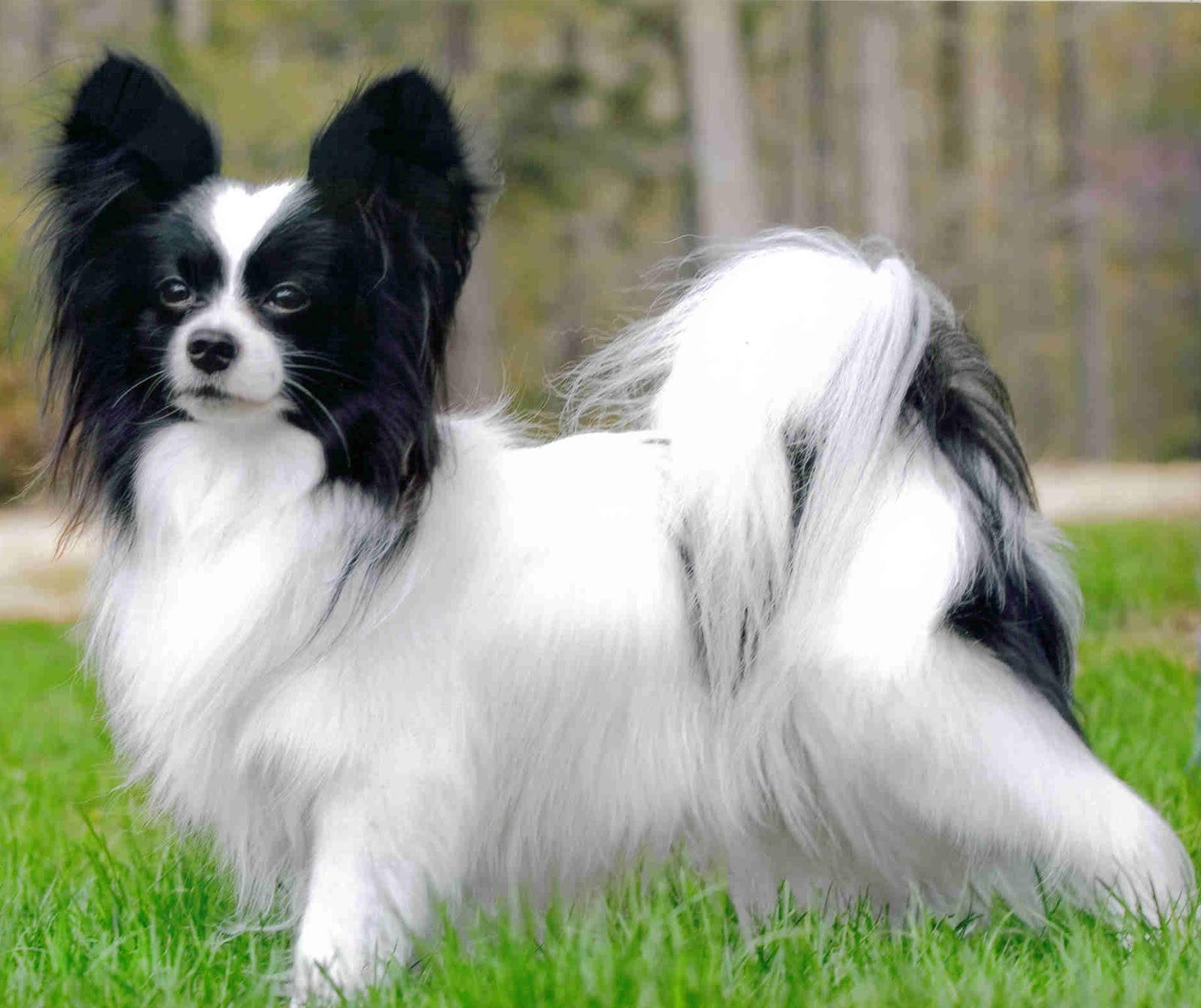 papillon puppies puppy dogs papillon puppies papillon puppies puppy dogs papillon puppies
