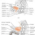 Anatomi Uretra