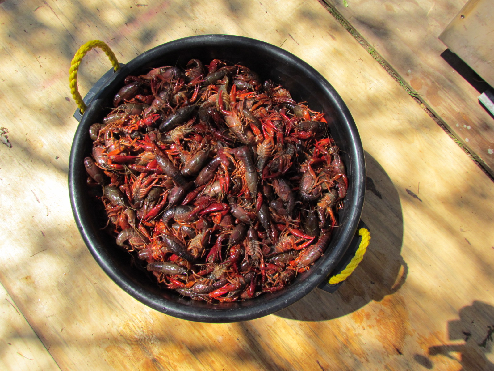 The Company She Keeps Crawfish Boil